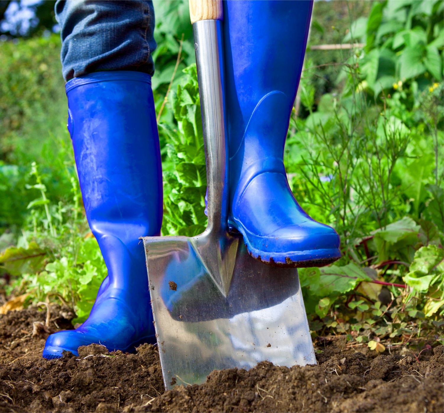 Blue wellies and spade in a garden